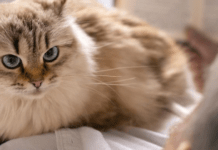 Чому кішки скидають речі: три найпоширеніші причини, про які варто знати