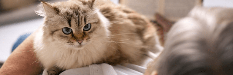 Чому кішки скидають речі: три найпоширеніші причини, про які варто знати