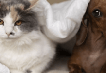 Реєстрація домашніх улюбленців: що зміниться для власників тварин з нового року