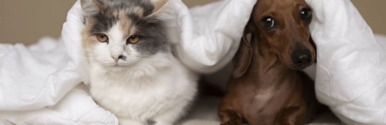 Реєстрація домашніх улюбленців: що зміниться для власників тварин з нового року