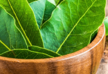 Навіщо класти лавровий лист під холодильник: відповідь вас здивує