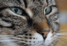 Чи дійсно коти впізнають свої імена: відповідь дослідників