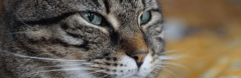 Чи дійсно коти впізнають свої імена: відповідь дослідників