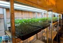 Незаконний посів та вирощування майже 3 тис. кущів конопель: судитимуть мешканців м. Кривого Рогу