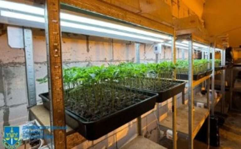 Незаконний посів та вирощування майже 3 тис. кущів конопель: судитимуть мешканців м. Кривого Рогу