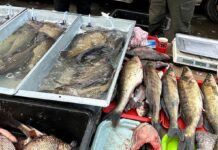 У кількох районах Києва виявили продаж “нелегальної” риби: що відомо