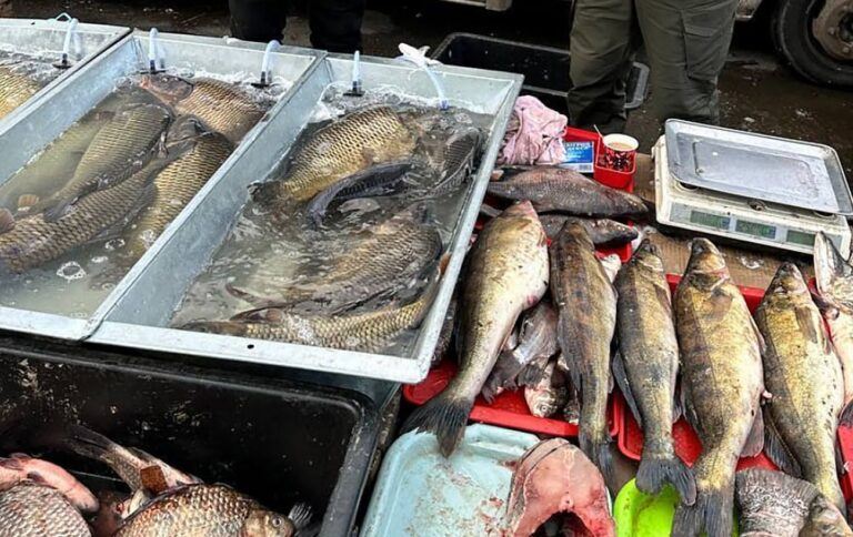 У кількох районах Києва виявили продаж “нелегальної” риби: що відомо