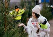 У Києві стартує продаж святкових ялинок: як знайти найближчий базар (адреси)