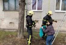 У Павлограді надзвичайники зняли пухнастика з дерева