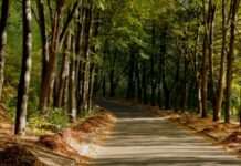 Кличко закликає уряд втрутитися в ситуацію з можливою забудовою ботсаду імені Гришка у Києві