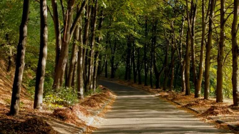 Кличко закликає уряд втрутитися в ситуацію з можливою забудовою ботсаду імені Гришка у Києві