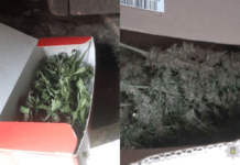 Канабіс на понад 400 тис. гривень: поліцейські Дніпра направили до суду справу відносно наркозлочинця