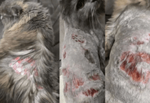 Опіки 2-3 ступеня: у ветеринарній клініці у Дніпрі серйозно травмували кішку