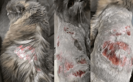 Опіки 2-3 ступеня: у ветеринарній клініці у Дніпрі серйозно травмували кішку