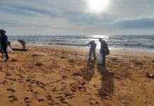 В окупованому Криму продовжують фіксувати нові осередки забруднення мазутом