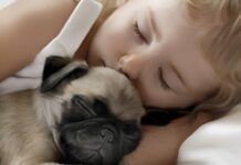 Чому собаки гавкають уві сні: відповідь вас здивує