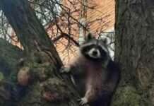 У Нікополі поліцейські прихистили в управлінні поліції єнота-втікача та знайшли його власника – військового медика