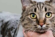 Як купати кота без стресу для нього і подряпин для себе