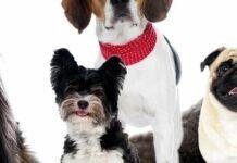 Собаки-довгожителі: чи є серед них ваш улюбленець