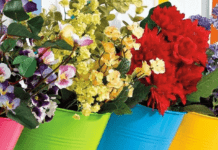 ТОП-3 кімнатні рослини для чистого повітря: прості у догляді, потужні в дії