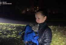 У Запоріжжі надзвичайники врятували кота, який впав з 8 поверху та застряг на дереві