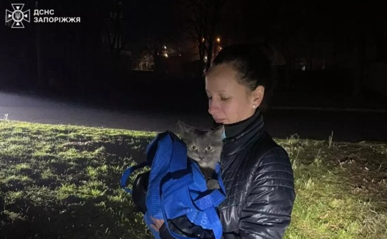 У Запоріжжі надзвичайники врятували кота, який впав з 8 поверху та застряг на дереві
