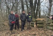 Заробили мільйони на вирубці лісу: на Запоріжжі викрито злочинну групу