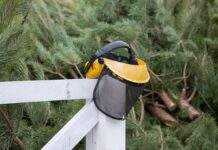 У Києві запрацювали пункти прийому новорічних ялинок: як знайти найближчий