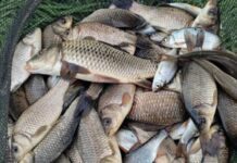 На Дніпропетровщині водні браконьєри завдали понад 21 млн грн збитків державі