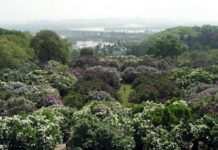 НАН відмовилася передати землі Ботсаду в управління Києву і передала забудовнику, – Кличко