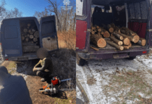 Незаконна вирубка зелених насаджень: патрульні Дніпропетровщини виявили порушників