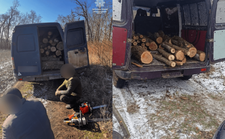 Незаконна вирубка зелених насаджень: патрульні Дніпропетровщини виявили порушників