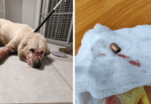 В АНД районі Дніпра знайшли вівчарку з простреленою головою: ветеринари борються за її життя