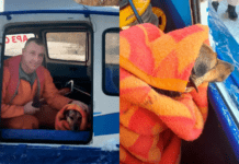 Дніпровські надзвичайники врятували чотирилапого, який опинився у крижаній воді