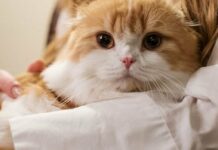 Чи вміють коти ображатися: відповідь вас здивує