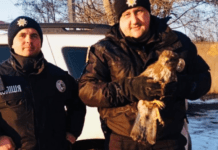 Порятунок рідкісного птаха: у Самарівському районі поліцейські врятувати знесиленого яструба