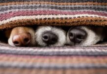 Врятуй пухнасте життя: як можна допомогти притулкам Дніпра та області