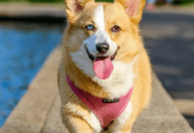 Елітні собаки в Україні: скільки коштує хвостатий друг преміум-класу