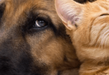 Чи варто залишати світло для домашніх улюбленців, коли ви йдете з дому: відповідь ветеринара