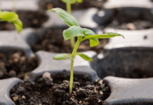 Що садити в березні у відкритий ґрунт: культури, яким не страшні морози