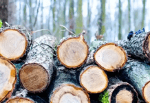 На Дніпропетровщині викрили “чорних лісорубів” на чолі з кримінальним авторитетом