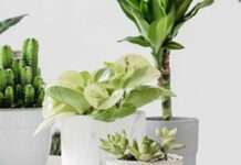 Які кімнатні рослини можуть зруйнувати стосунки: народні повір’я та прикмети