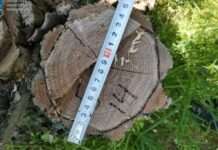 У Запоріжжі прокурори в судовому порядку стягують із лісництва понад 3,5 млн грн заподіяних збитків