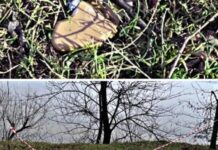 У Запоріжжі поблизу берегової лінії знайшли протипіхотну міну