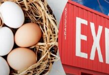 Українські яйця для США: чи зможуть наші фермери врятувати Америку від кризи