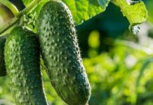 Хитрощі для раннього врожаю: коли сіяти огірки на розсаду за місячним календарем