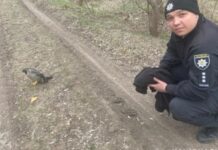 Криворізькі поліцейські врятували птаха зі зламаним крилом