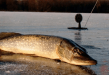 Із 15 лютого на Дніпропетровщині діятиме заборона на вилов щуки