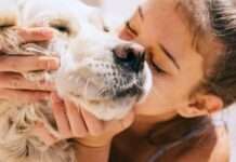 Максимум любові, мінімум клопотів: собаки, що не створюють проблем