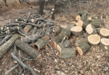 Патрульні м. Самар виявили громадян, які незаконно випилювали дерева